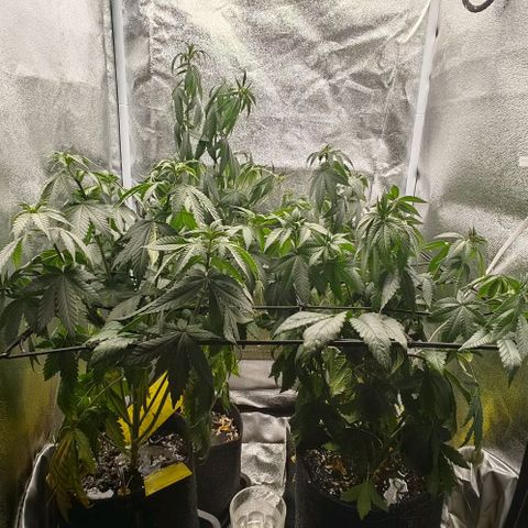 Sweet Cherry Kush growlog timeline photo