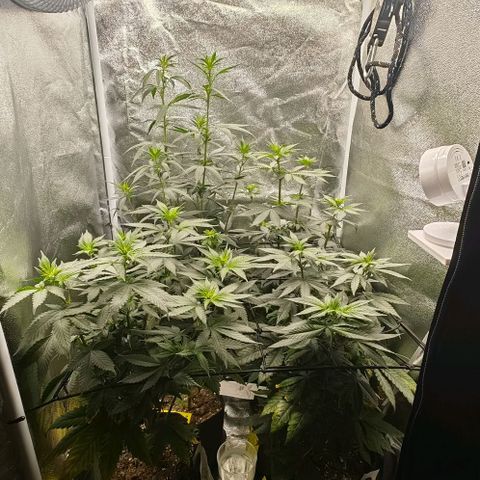 Sweet Cherry Kush growlog timeline photo
