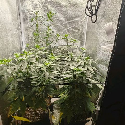 Sweet Cherry Kush growlog timeline photo