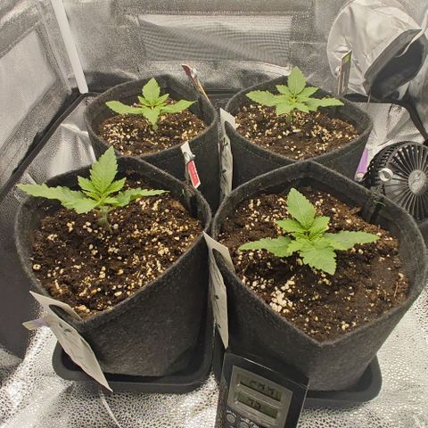 Sweet Cherry Kush growlog timeline photo