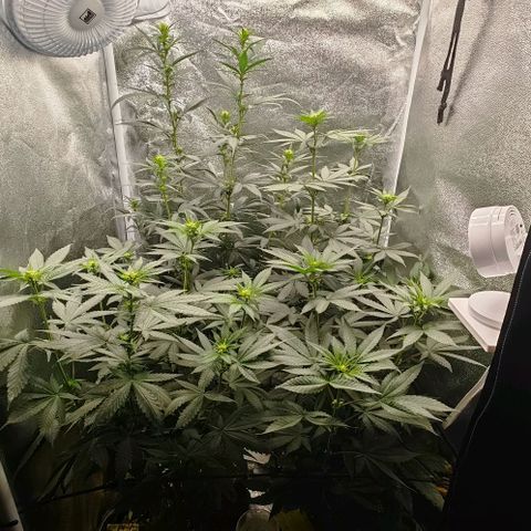 Sweet Cherry Kush growlog timeline photo