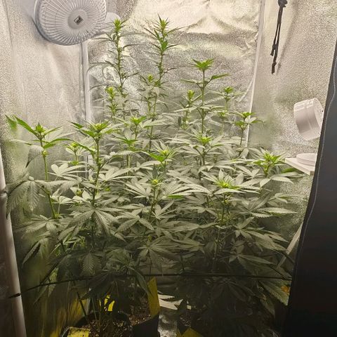 Sweet Cherry Kush growlog timeline photo