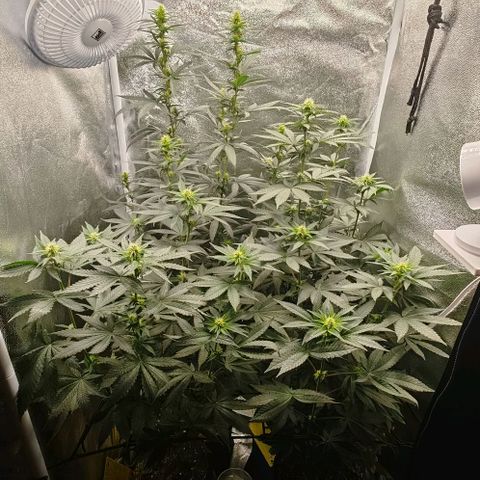 Sweet Cherry Kush growlog timeline photo