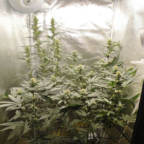 Sweet Cherry Kush growlog timeline photo