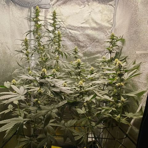 Sweet Cherry Kush growlog timeline photo