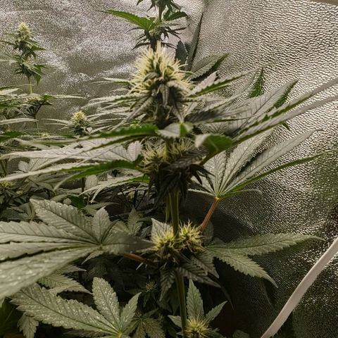 Sweet Cherry Kush growlog timeline photo