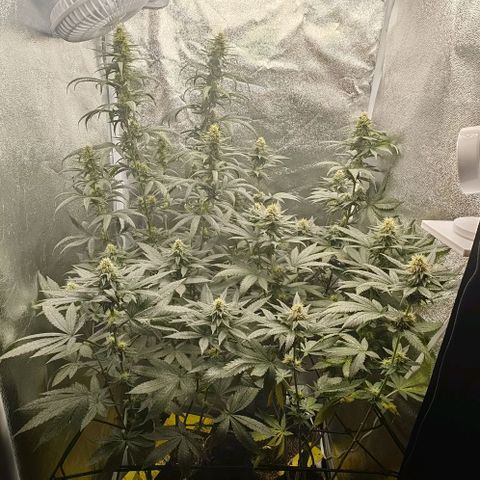 Sweet Cherry Kush growlog timeline photo