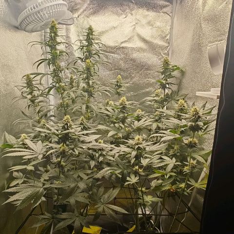 Sweet Cherry Kush growlog timeline photo