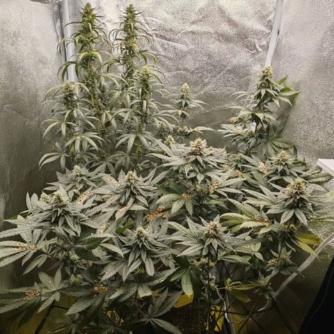 Sweet Cherry Kush growlog timeline photo