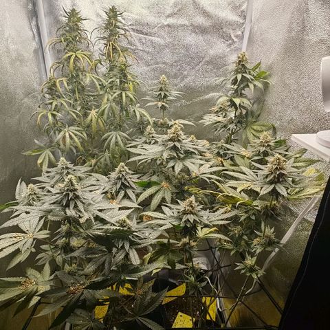 Sweet Cherry Kush growlog timeline photo