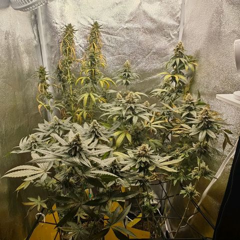 Sweet Cherry Kush growlog timeline photo