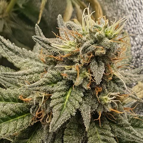 Sweet Cherry Kush growlog timeline photo