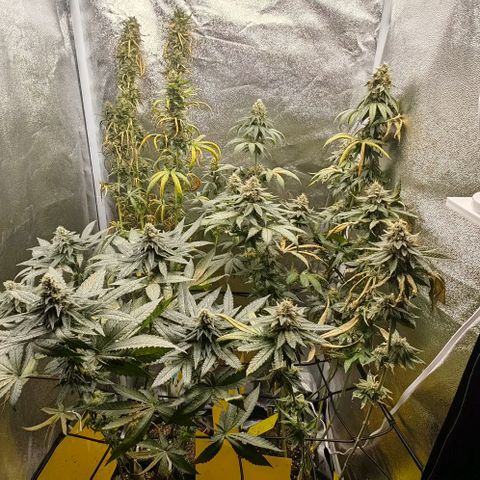 Sweet Cherry Kush growlog timeline photo