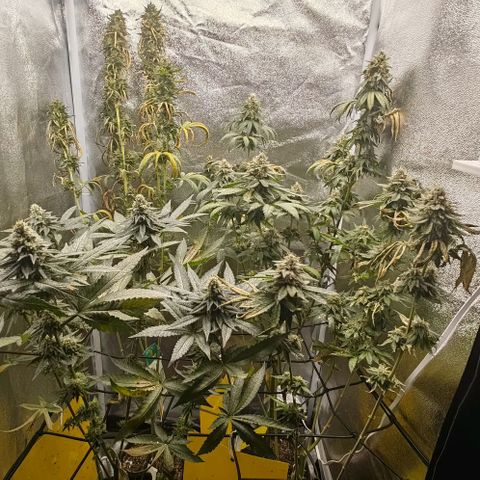 Sweet Cherry Kush growlog timeline photo