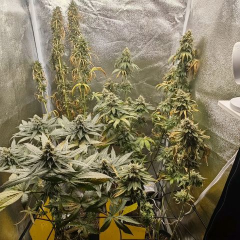 Sweet Cherry Kush growlog timeline photo