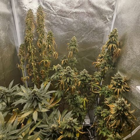 Sweet Cherry Kush growlog timeline photo