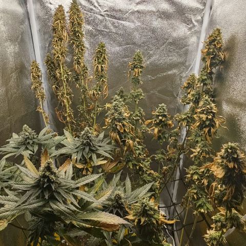 Sweet Cherry Kush growlog timeline photo
