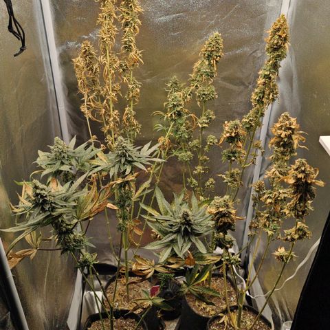 Sweet Cherry Kush growlog timeline photo
