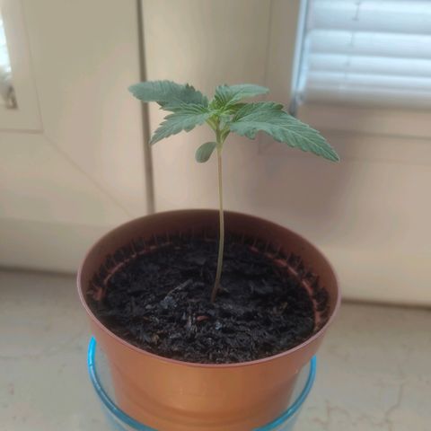Special Queen #1 growlog timeline photo