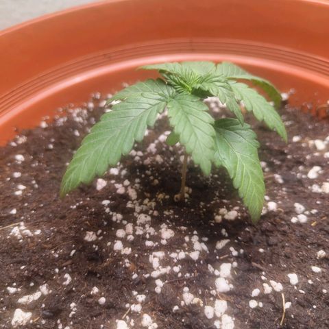 Special Queen #1 growlog timeline photo