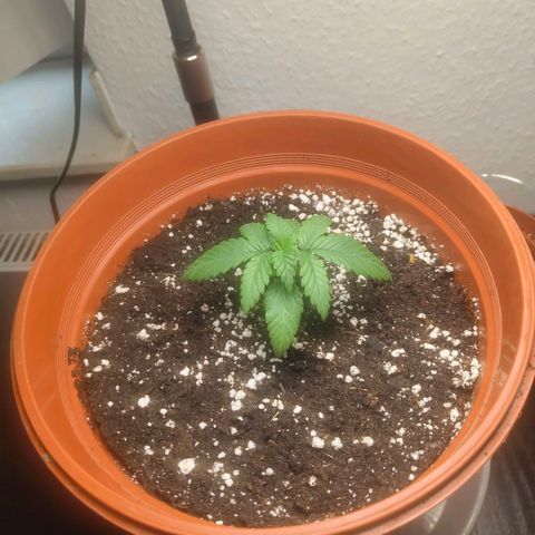 Special Queen #1 growlog timeline photo