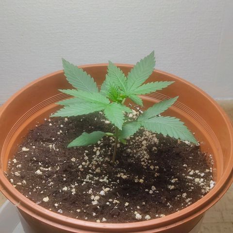 Special Queen #1 growlog timeline photo