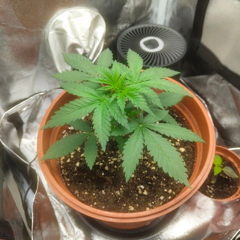 Special Queen #1 growlog timeline photo