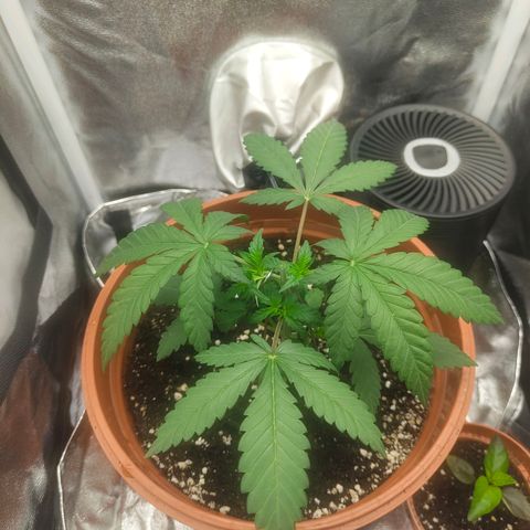 Special Queen #1 growlog photo: Heute getoppt und 2l gegossen mit kaum drain 