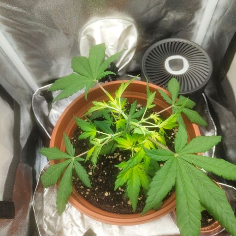 Special Queen #1 growlog photo: Ca 5 Tage ohne Licht weil Sicherung raus war wegen dem Lüfter Adapter. 