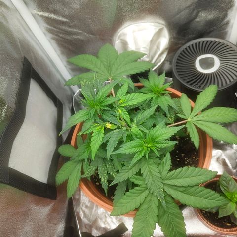 Special Queen #1 growlog timeline photo