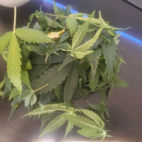Special Queen #1 growlog timeline photo