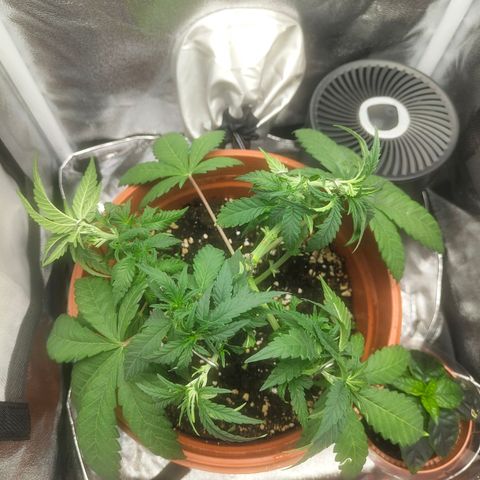 Special Queen #1 growlog timeline photo