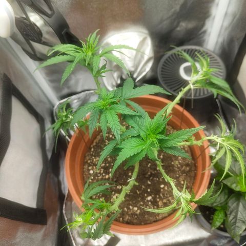 Special Queen #1 growlog timeline photo
