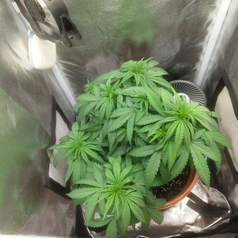Special Queen #1 growlog timeline photo