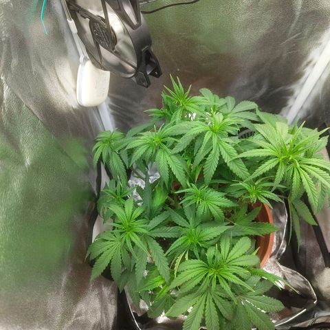 Special Queen #1 growlog timeline photo
