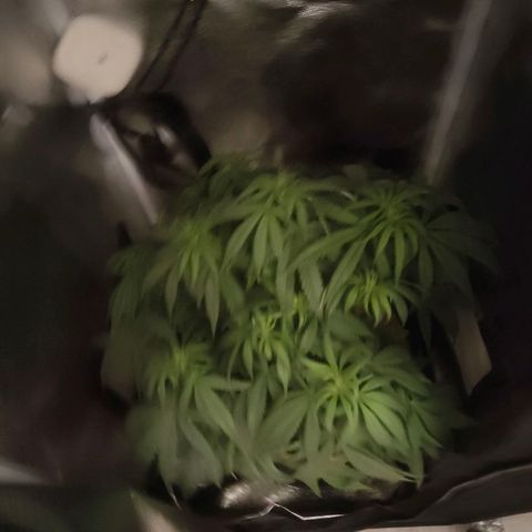 Special Queen #1 growlog timeline photo