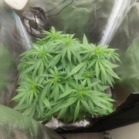 Special Queen #1 growlog timeline photo