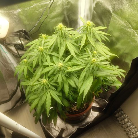 Special Queen #1 growlog timeline photo