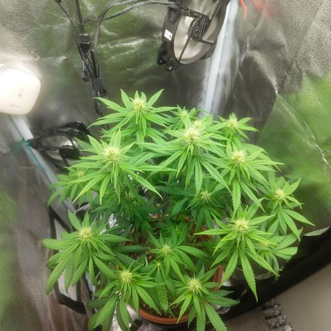Special Queen #1 growlog timeline photo