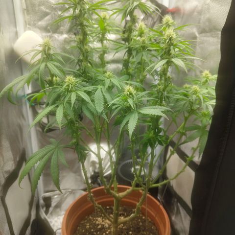 Special Queen #1 growlog timeline photo