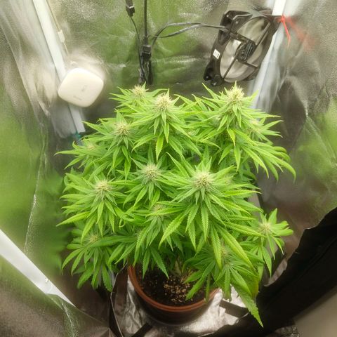 Special Queen #1 growlog timeline photo