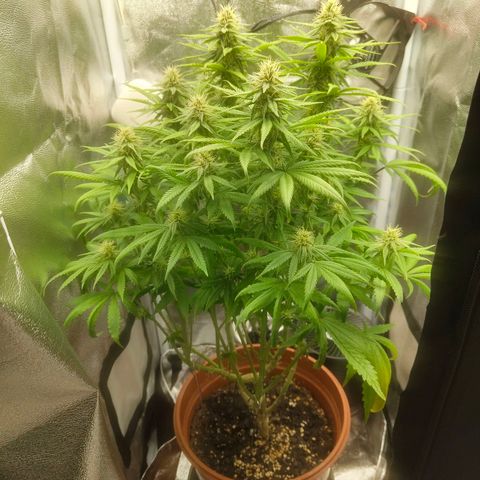Special Queen #1 growlog timeline photo