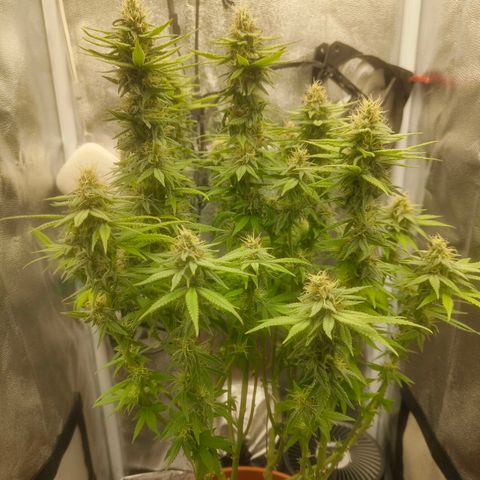 Special Queen #1 growlog timeline photo