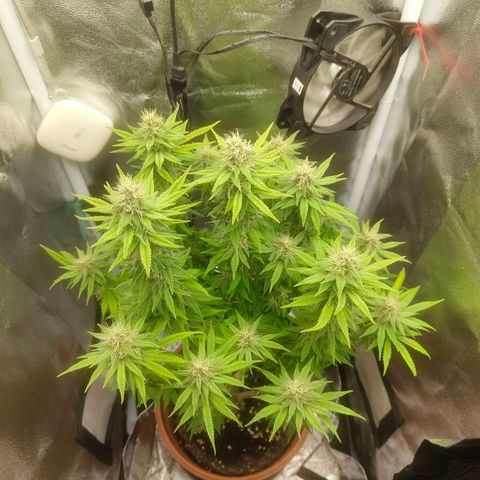 Special Queen #1 growlog timeline photo