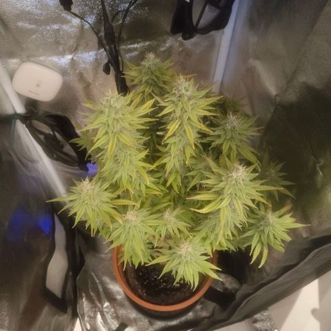 Special Queen #1 growlog timeline photo