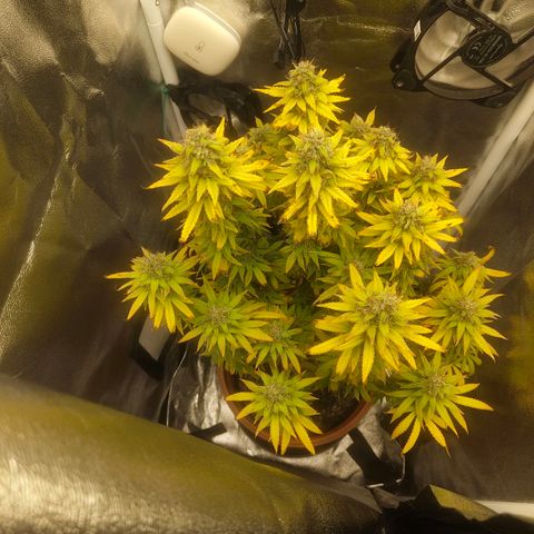 Special Queen #1 growlog timeline photo