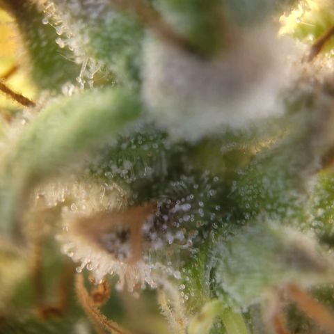 Special Queen #1 growlog timeline photo