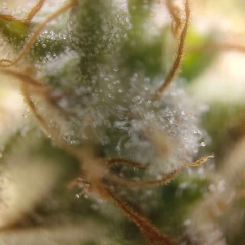 Special Queen #1 growlog timeline photo