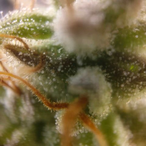 Special Queen #1 growlog timeline photo