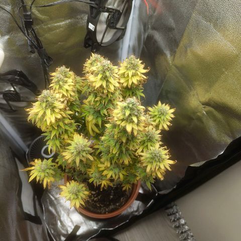 Special Queen #1 growlog timeline photo